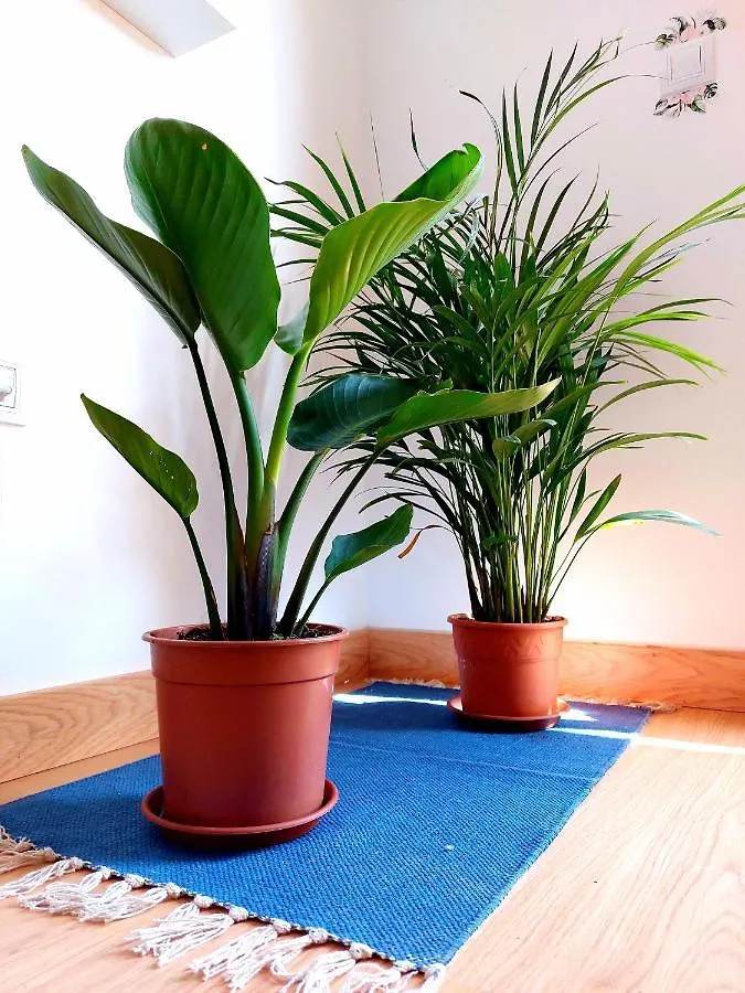 Apartamento Casa Ledù - Sunny Holiday in Fuerteventura Corralejo España